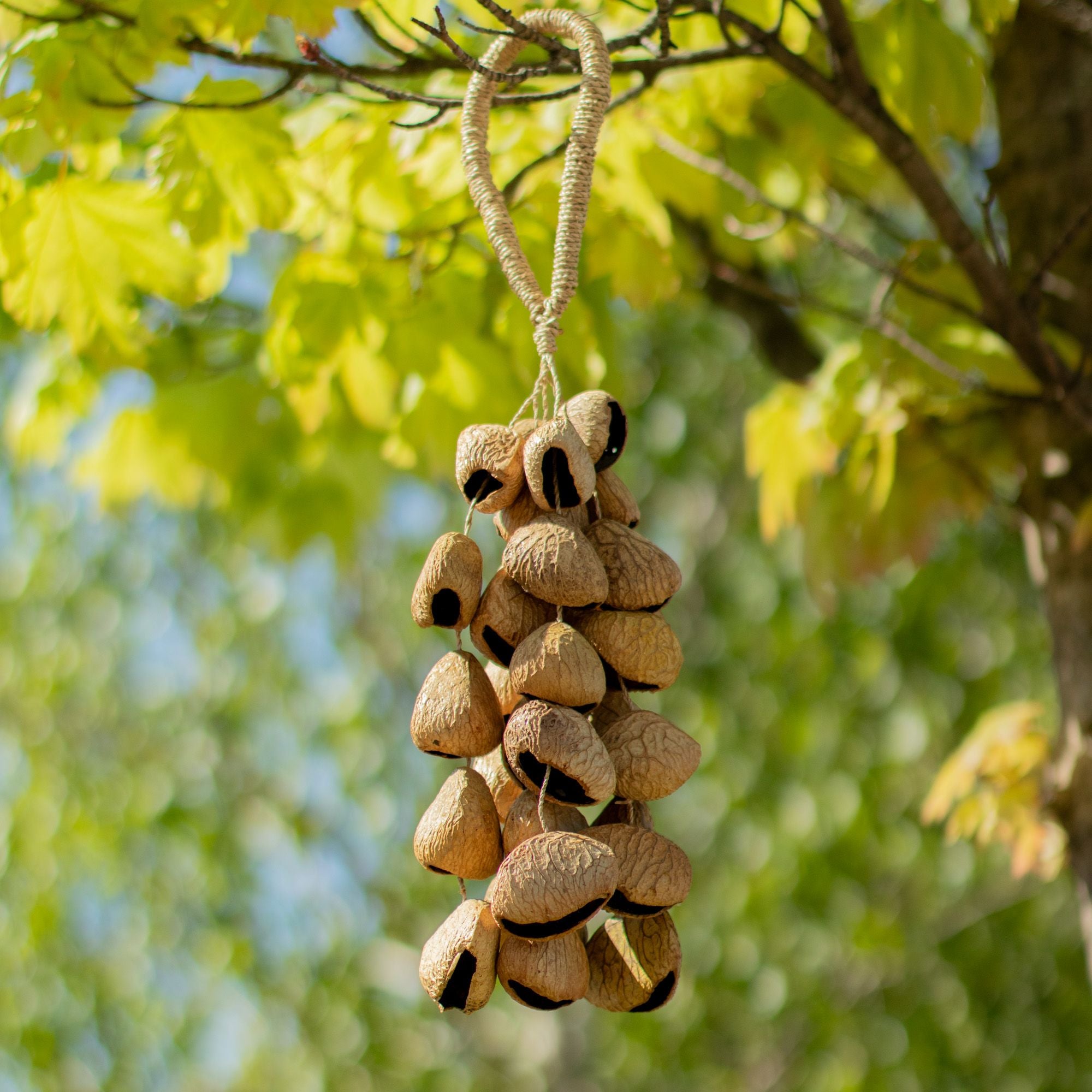 Kenari Shell Long Rattle (50 Shells) - Irama Nusa