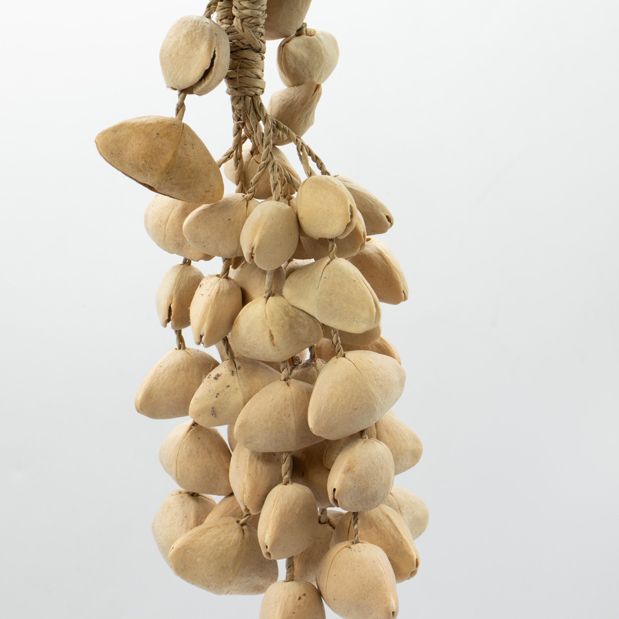 Kenari Shell Long Rattle (50 Shells) - Irama Nusa
